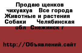 Продаю щенков чихуахуа - Все города Животные и растения » Собаки   . Челябинская обл.,Снежинск г.